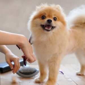 peluquería canina en Sant Just