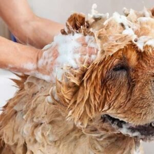 Champú Natural para Perros