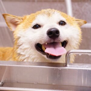 Corte de Uñas y Limpieza de Oídos